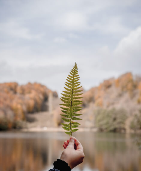 ホーム Leaf